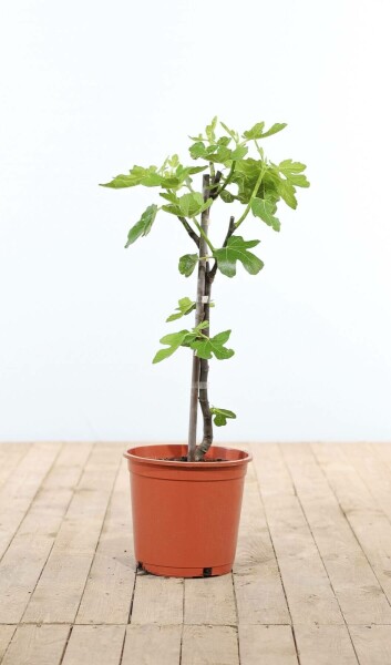 Figuier d'Europe Ficus carica Bâton 60-80 Pot Figuier / Ficus Carica Bâton 60-80 cm