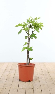 Figuier d'Europe Ficus carica Bâton 60-80 Pot