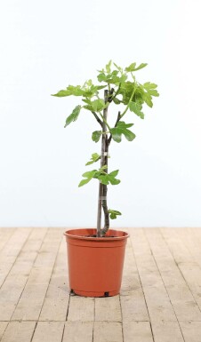 Figuier d'Europe Ficus carica Bâton 60-80 Pot Figuier / Ficus Carica Bâton 60-80 cm