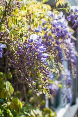 Glycine de Chine Wisteria sinensis Sur tige 120-140 Pot