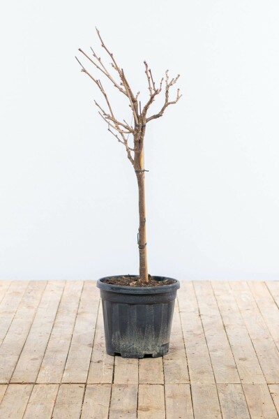 Glycine de Chine Wisteria sinensis Sur tige 40-60 Pot Glycine de Chine / Wisteria Sinensis Sur tige/stipe/tronc 40-60 cm