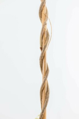 Glycine de Chine Wisteria sinensis Bâton 175-200 Pot Glycine de Chine / Wisteria Sinensis Bâton 175-200 cm