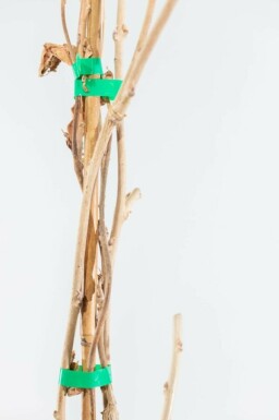 Glycine de Chine Wisteria sinensis Bâton 80-100 Pot Glycine de Chine / Wisteria Sinensis Bâton 80-100 cm