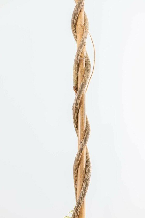 Glycine de Chine Wisteria sinensis Bâton 80-100 Pot Glycine de Chine / Wisteria Sinensis Bâton 80-100 cm