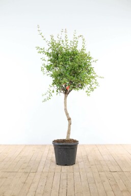 Grenadier commun Punica granatum Sur tige 10-15 125-150 Pot Grenadier / Punica Granatum Sur tige/stipe/tronc 125-150 cm