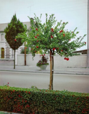 Grenadier commun Punica granatum Sur tige 10-15 125-150 Pot Grenadier / Punica Granatum Sur tige/stipe/tronc 125-150 cm