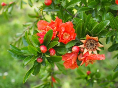 Grenadier / Punica Granatum Sur tige/stipe/tronc 125-150 cm