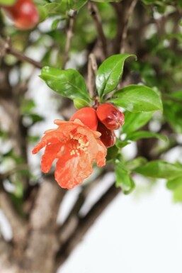 Grenadier commun Punica granatum Sur tige 15-20 150-175 Pot Grenadier / Punica Granatum Sur tige/stipe/tronc 150-175 cm