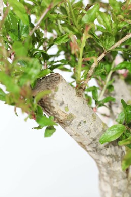 Grenadier commun Punica granatum Sur tige 15-20 150-175 Pot Grenadier / Punica Granatum Sur tige/stipe/tronc 150-175 cm