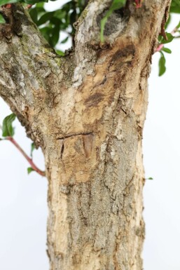 Grenadier commun Punica granatum Sur tige 15-20 150-175 Pot Grenadier / Punica Granatum Sur tige/stipe/tronc 150-175 cm