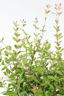 Grenadier commun Punica granatum Sur tige 15-20 150-175 Pot Grenadier / Punica Granatum Sur tige/stipe/tronc 150-175 cm