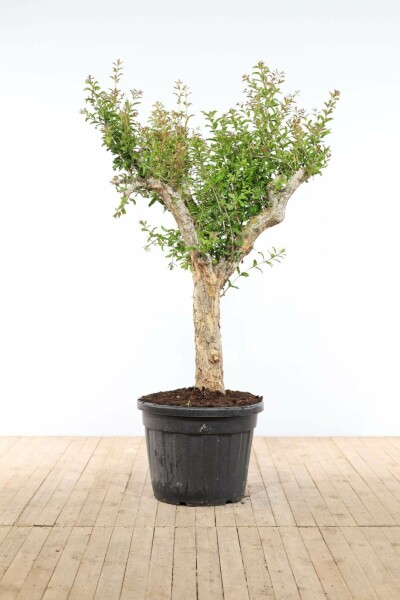 Grenadier commun Punica granatum Sur tige 30-40 175-200 Pot Grenadier / Punica Granatum Sur tige/stipe/tronc 175-200 cm