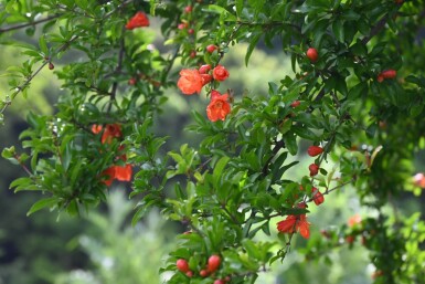 Grenadier / Punica Granatum Sur tige/stipe/tronc 200-225 cm