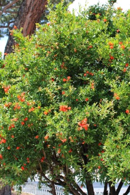 Grenadier / Punica Granatum Sur tige/stipe/tronc 225-250 cm