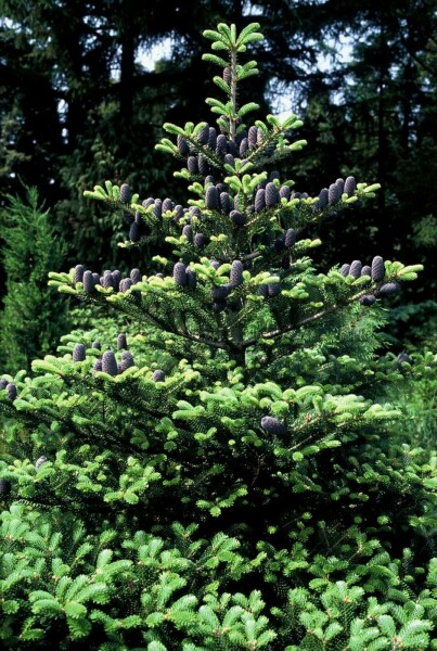 Sapin de Corée Abies koreana Arbuste 80-100 Pot 12 l (C12) Abies koreana arbuste 80-100 cm