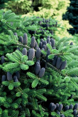 Sapin de Corée Abies koreana Arbuste 100-125 Pot 12 l (C12) Abies koreana arbuste 100-125 cm