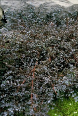 Acaena Acaena 'Blue Haze' 5-10 Pot 9x9 cm (P9) Acaena 'Blue Haze'