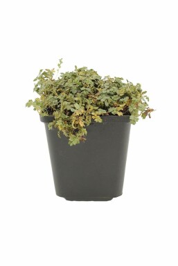 Acaena Acaena magellanica 5-10 Pot 9x9 cm (P9) Acaena magellanica