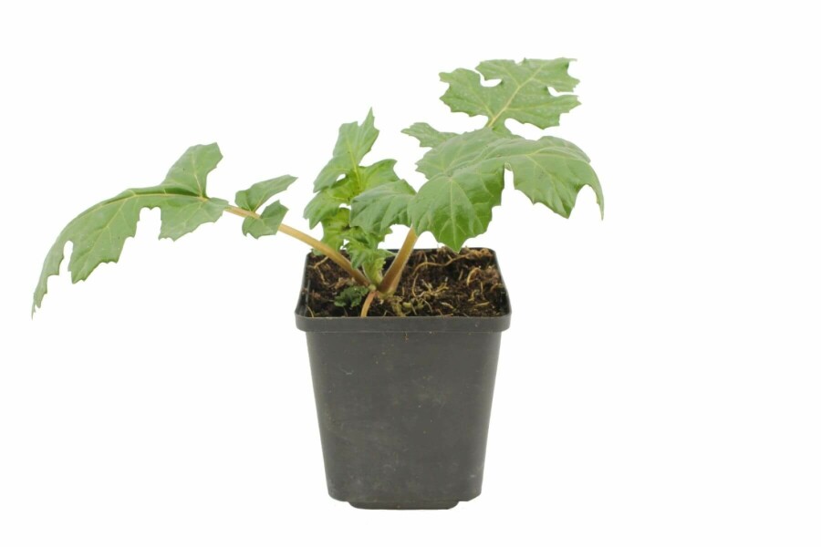 Acanthe à feuilles molles Acanthus mollis 5-10 Pot 9x9 cm (P9) Acanthus mollis