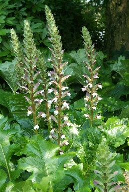 Acanthus mollis