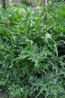 Acanthe épineuse Acanthus spinosus 5-10 Pot 9x9 cm (P9) Acanthus spinosus
