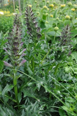 Acanthe épineuse Acanthus spinosus 5-10 Pot 9x9 cm (P9) Acanthus spinosus