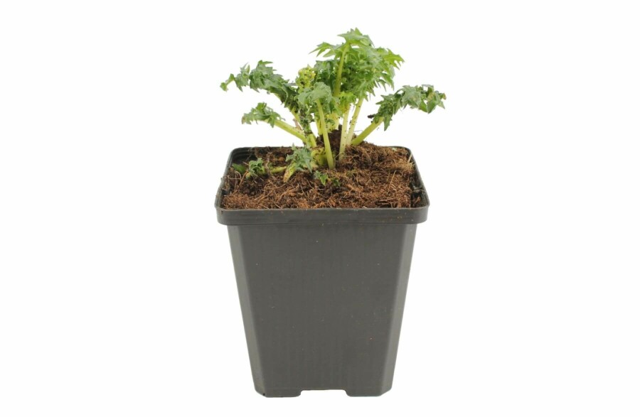 Acanthe épineuse Acanthus spinosus 5-10 Pot 9x9 cm (P9) Acanthus spinosus