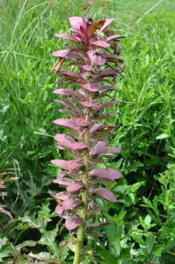 Acanthe épineuse Acanthus spinosus 5-10 Pot 9x9 cm (P9) Acanthus spinosus