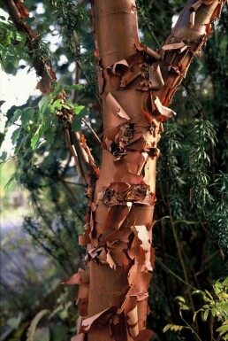 Érable gris Acer griseum Arbuste 60-80 Pot 10 l (C10) Acer griseum arbuste 60-80 cm