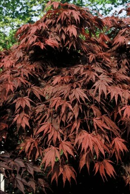 Érable palmé Acer palmatum 'Atropurpureum' Arbuste 100-125 Pot 12 l (C12)