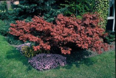 Érable palmé Acer palmatum 'Atropurpureum' Arbuste 100-125 Pot 12 l (C12)