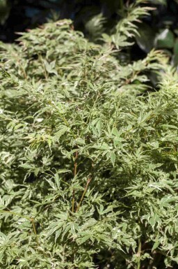 Acer palmatum 'Butterfly' C12 100-125