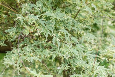 Acer palmatum 'Butterfly' C12 100-125
