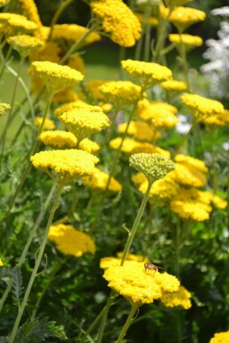 Achillée filipendule Achillea filipendulina 'Cloth of Gold' 10-15 Pot 2 l (C2) Achillea filipendulina 'Cloth of Gold'