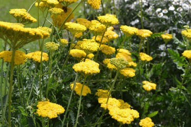 Achillée filipendule Achillea filipendulina 'Cloth of Gold' 10-15 Pot 2 l (C2) Achillea filipendulina 'Cloth of Gold'