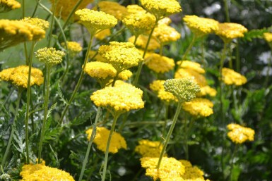 Achillée filipendule Achillea filipendulina 'Cloth of Gold' 5-10 Pot 9x9 cm (P9) Achillea filipendulina 'Cloth of Gold'