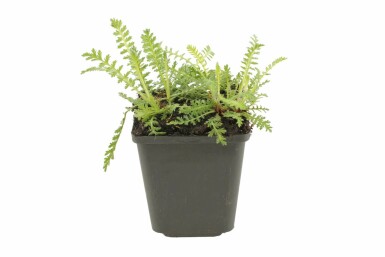 Achillée filipendule Achillea filipendulina 'Cloth of Gold' 5-10 Pot 9x9 cm (P9) Achillea filipendulina 'Cloth of Gold'