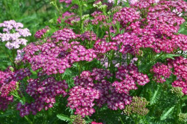 Achillée millefeuille Achillea millefolium 'Cerise Queen' 10-15 Pot 2 l (C2) Achillea millefolium 'Cerise Queen'