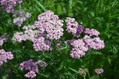 Achillée millefeuille Achillea millefolium 'Cerise Queen' 5-10 Pot 9x9 cm (P9)