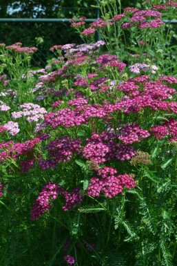 Achillée millefeuille Achillea millefolium 'Cerise Queen' 5-10 Pot 9x9 cm (P9) Achillea millefolium 'Cerise Queen'