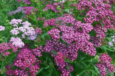 Achillée millefeuille Achillea millefolium 'Cerise Queen' 5-10 Pot 9x9 cm (P9) Achillea millefolium 'Cerise Queen'