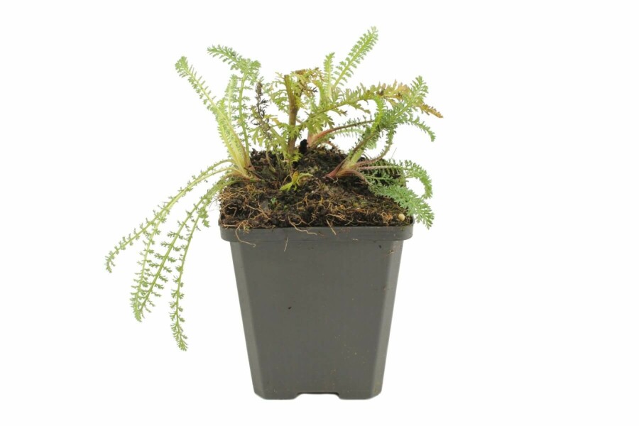 Achillée millefeuille Achillea millefolium 'Red Velvet' 5-10 Pot 9x9 cm (P9) Achillea millefolium 'Red Velvet'