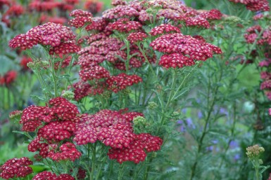 Achillée millefeuille Achillea millefolium 'Red Velvet' 5-10 Pot 9x9 cm (P9)