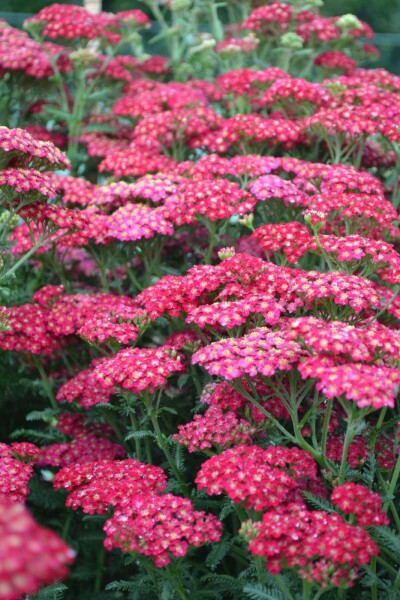Achillée millefeuille Achillea millefolium 'Red Velvet' 5-10 Pot 9x9 cm (P9) Achillea millefolium 'Red Velvet'