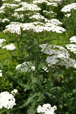 Achillée millefeuille Achillea millefolium 'Schneetaler' 5-10 Pot 9x9 cm (P9) Achillea millefolium 'Schneetaler'