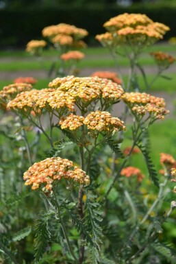 Achillée millefeuille Achillea millefolium 'Terracotta' 5-10 Pot 9x9 cm (P9)