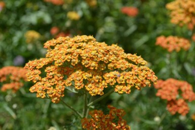 Achillée millefeuille Achillea millefolium 'Terracotta' 5-10 Pot 9x9 cm (P9)