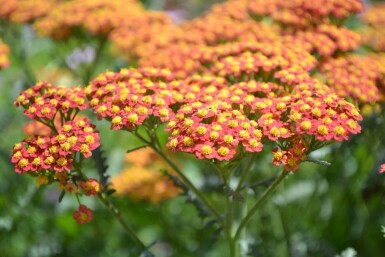 Achillée millefeuille Achillea millefolium 'Walther Funcke' 5-10 Pot 9x9 cm (P9)