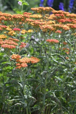 Achillée millefeuille Achillea millefolium 'Walther Funcke' 5-10 Pot 9x9 cm (P9) Achillea millefolium 'Walther Funcke'