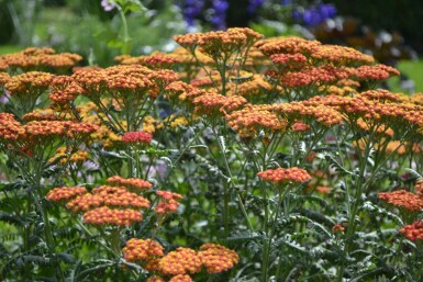 Achillée millefeuille Achillea millefolium 'Walther Funcke' 5-10 Pot 9x9 cm (P9)